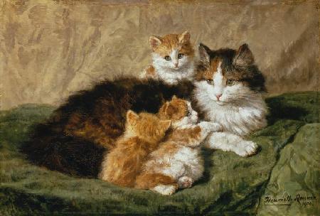 Katzen 1900