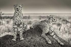 Two Cheetahs watching out