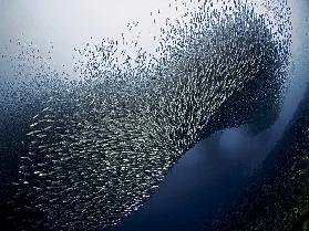 Sardines Tornado