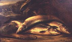 Still Life of Salmon