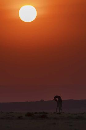 Sunset Bathing