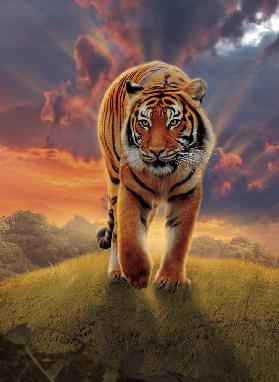 Rising Tiger 2008