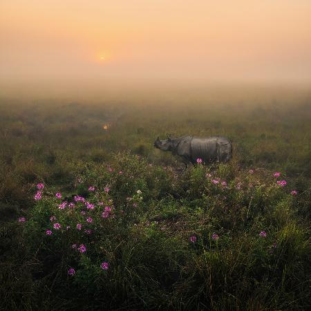 Indisches Einhornnashorn