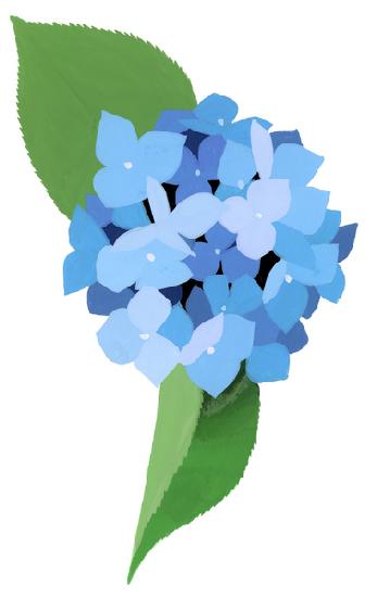 hydrangea 2003