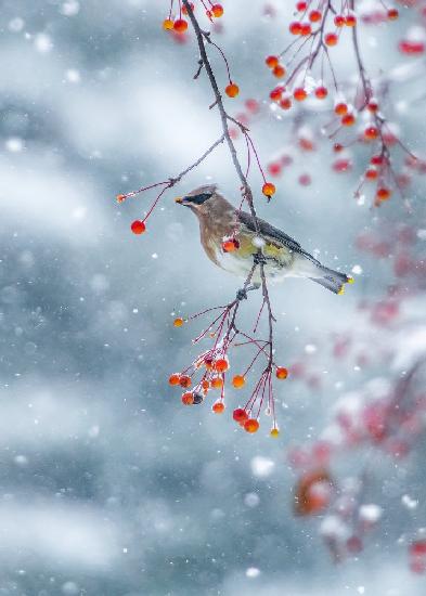 Lied des Winters