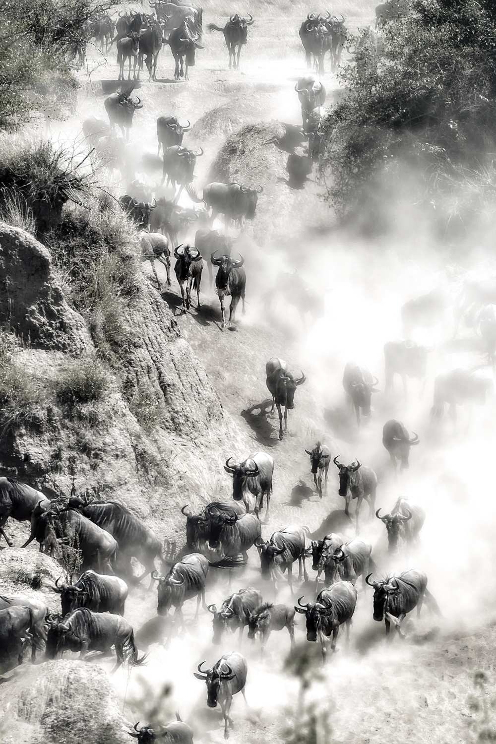 Great Migration von Hua Zhu