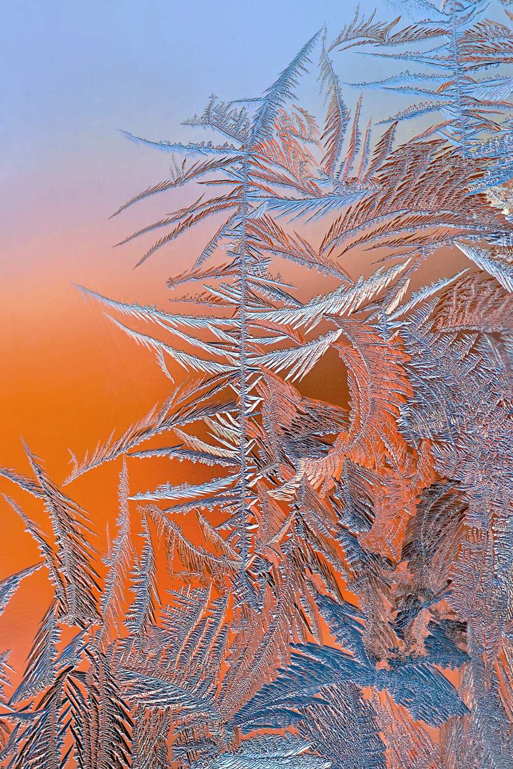 Ice flower von Hua Zhu