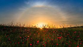 Rote Mohnblumen und Sonnenaufgang