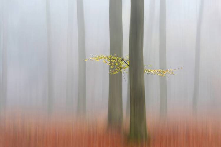 Autumnmorning von Huib Limberg