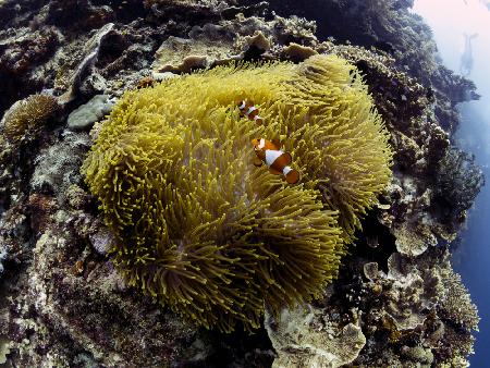 Anemone und Anemonenfische