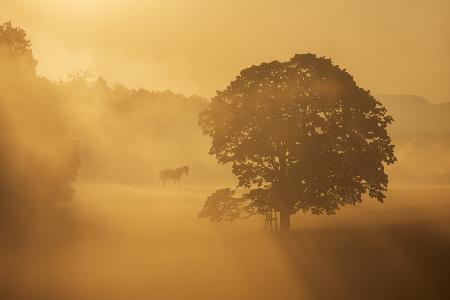 Herbstmorgen