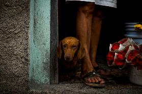 Florist's dog