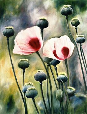 Mohn mit Knospen 2001