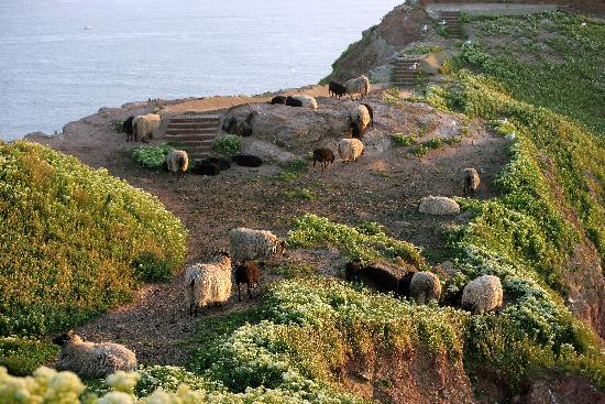 Helgoland - Schafe auf dem Oberland von Ingo Wagner