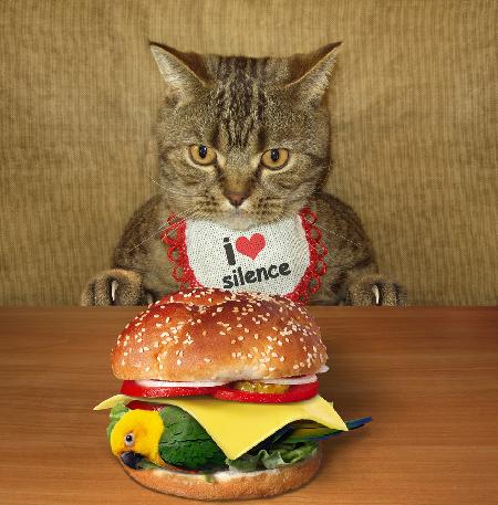 Katze und Vogelburger....