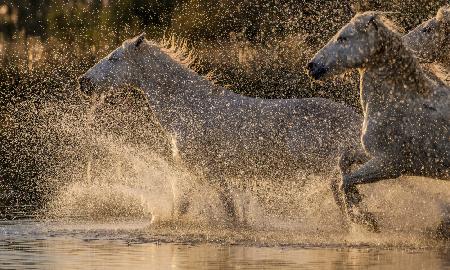 Camargue-Pferde