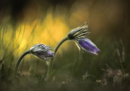 Pulsatilla