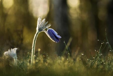 Pulsatilla vulgaris