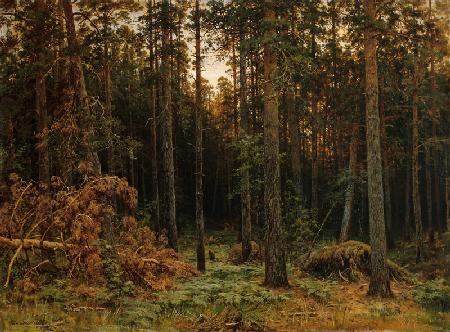 Kiefernwald 1885