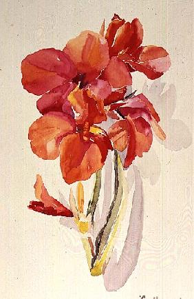 No.20 Canna maron, 1969 (w/c) 