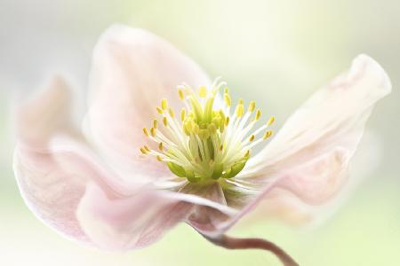 Fastenfrühling