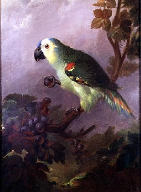 A Parrot