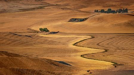 Goldene Palouse