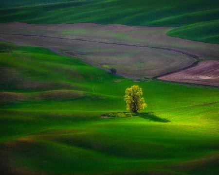 In Palouse anzeigen