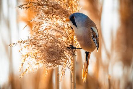 Der Bartschilf (Panurus biarmicus)