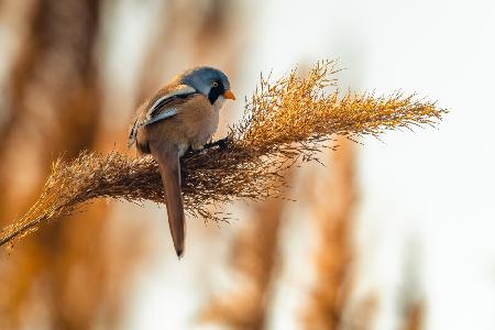 Der Bartschilf (Panurus biarmicus)