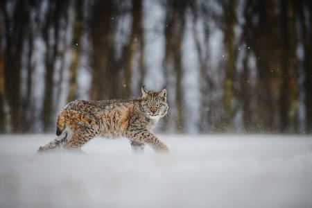 Der Eurasische Luchs (Lynx lynx)