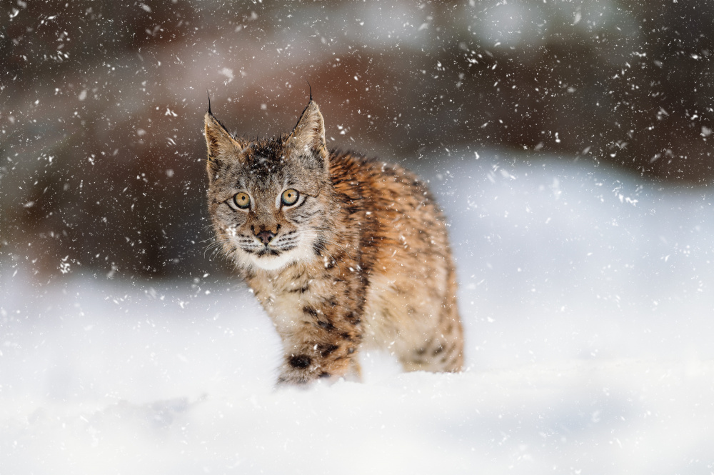 Der Eurasische Luchs (Lynx lynx) von Jan Rozehnal