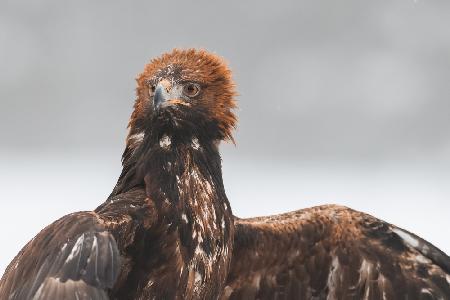 Der Steinadler (Aquila chrysaetos)