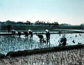 Rice Plantation, Japan, c.1900 (coloured photo) 1850