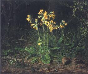 Schlüsselblumen 1867-68