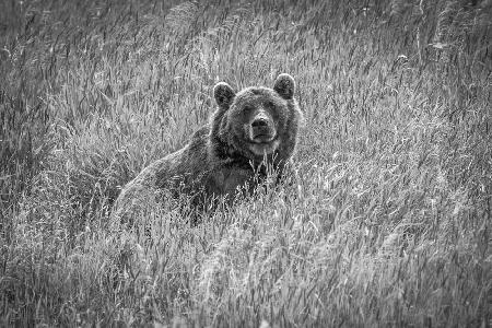 Bär im Wald