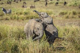 Juvenile horseplay for elephants