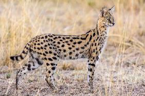 Serval hunting