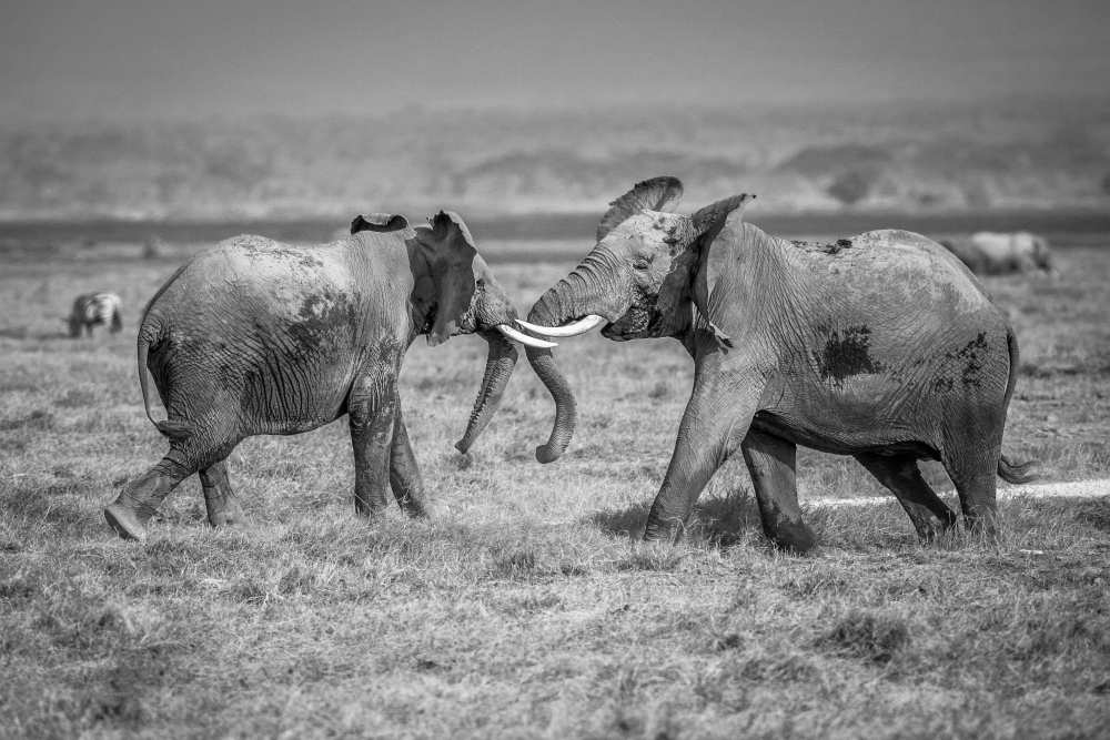 Sumo in the natural world von Jeffrey C. Sink