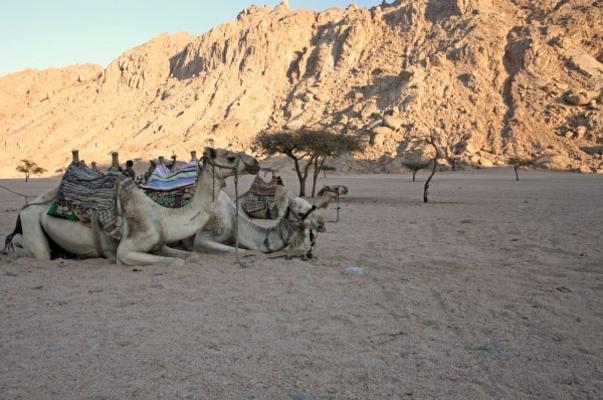 Kamele in der Wüste von Jenny Sturm