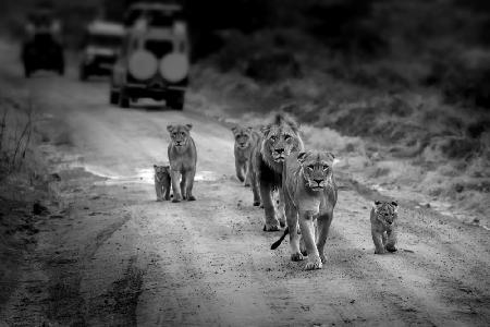 Löwenfamilie Masai Mara