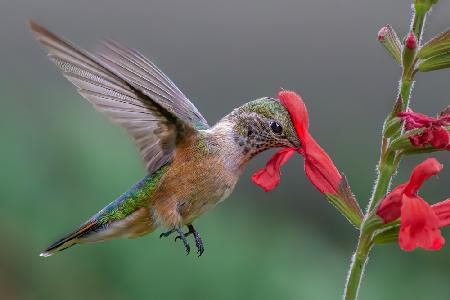 Breitschwanzkolibri