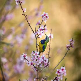 Bird Whispering to the Peach Flower