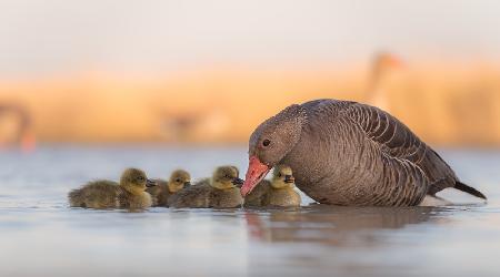 glückliche Familie