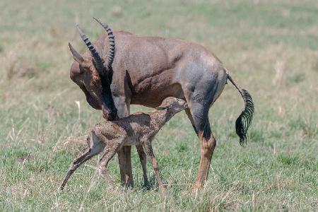 Neues Leben in Massai Mara