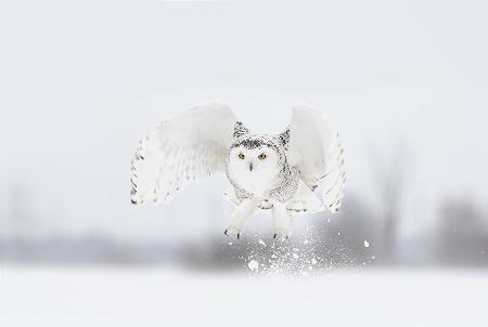 Schneeeule fliegt