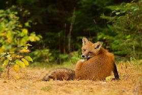 RedFox, Algonquin Park