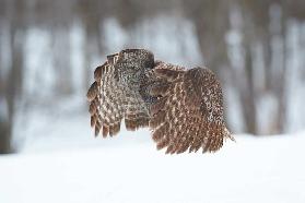 Great Grey Owl