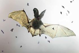 Bat