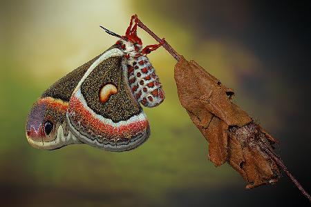 Cecropia-Motte